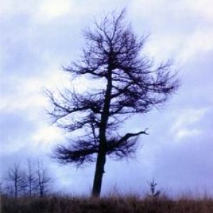 Suchý starý strom (výprava do Štiavnice 6. až 8.12.)