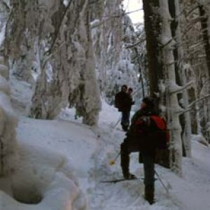 Cesta bola na mnohých miestach zatarasená snehom a polámanými stromami