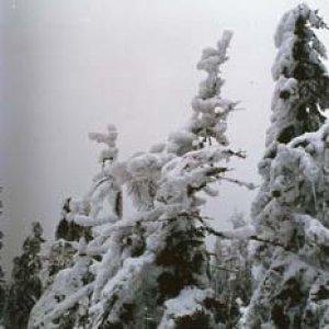 Stromy sa lámali pod snehovou ťarchou