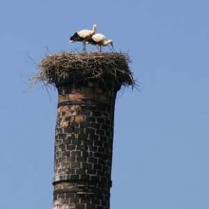 13.7.2006  11:55 / Vyrážame na prepad a bociany nám mávajú na cestu