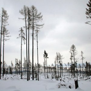 19.2.2009  14:25, autor: Teoretik / Krajina pôsobila miestami ozaj bezútešne