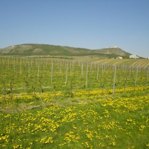 22.4.2011 9:12, autor: Šarkan / Pálava