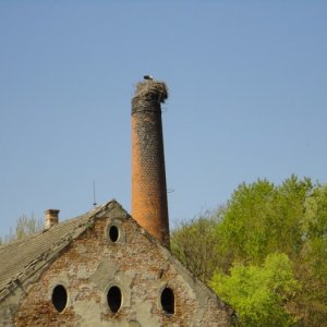 22.4.2011 11:36, autor: Šarkan / Ešte aj bocian sa nám otočil chrbtom