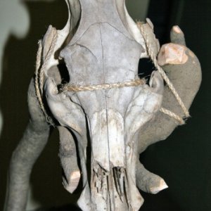 2.2.2012 19:25 / Praveká Biela stuha čoskoro začne