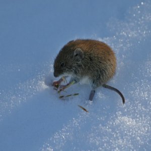 22.2.2012 12:13, autor: Teoretik