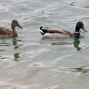 12.5.2012 14:07, autor: Roman Paulovic