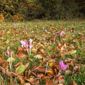 12.10.2013 15:53 / Neklamný znak, že je tu jeseň