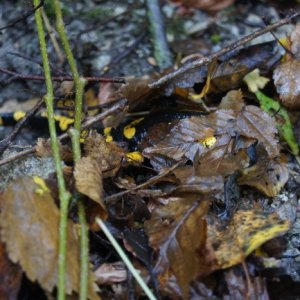 25.10.2014 11:47, autor: Vaniš / Salamandra sa pred nami schovala