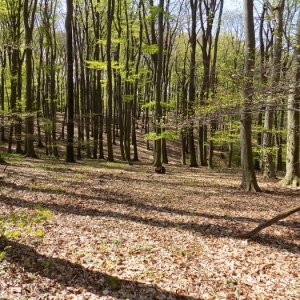 18.4.2015 12:49, autor: Doktor / V jarnom lese