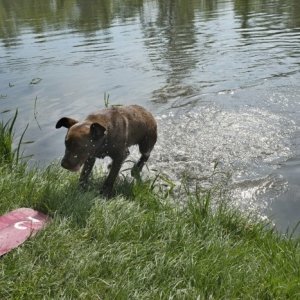 8.5.2015 15:48, autor: Katka / Zaútočil na nás vodný pes :-) 