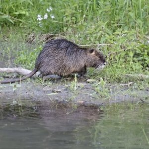 8.5.2015 18:35, autor: Teoretik / Ondatry sme mohli pozorovať celkom zblízka