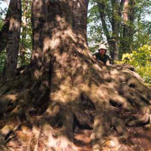 Mýtus koreňov stromu