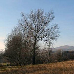 8.1.2005  12:48 / Osamelé stromy
