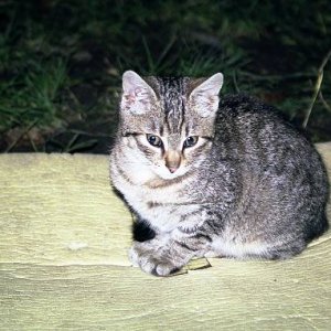 6.2.2005  22:49 / Mačka, ktorej sa naše karimatky veľmi páčili. A spacáky ešte viac...