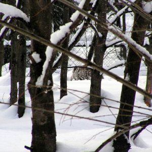 24.2.2005  12:23 / Jéééj, prasa